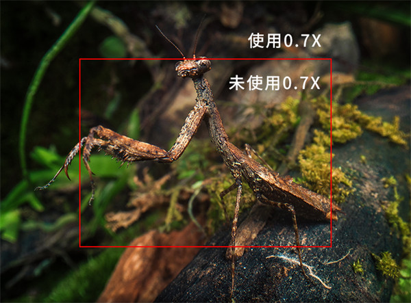 老蛙 FF 24mm T8 2X MACRO PRO2BE 特种微距镜头开启预售