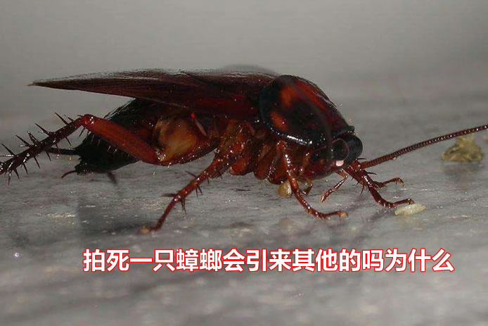 拍死一只蟑螂会引来其他的吗为什么