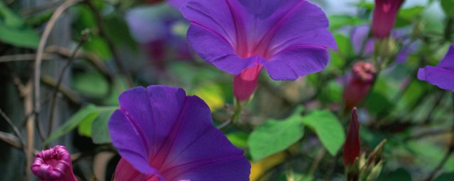 牵牛花什么时候种植最好(牵牛花适合什么季节种植)