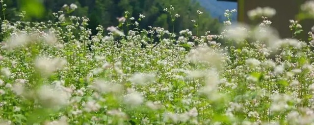 荞麦花什么时候开(荞麦花几月份开)