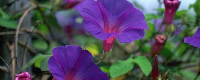 牵牛花花语什么意思(牵牛花花语象征与寓意)