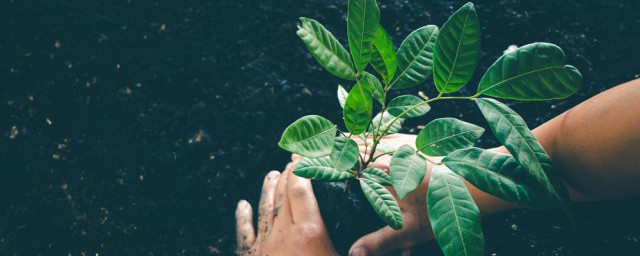 室内植物红掌该如何养殖(红掌植物的养殖方法)