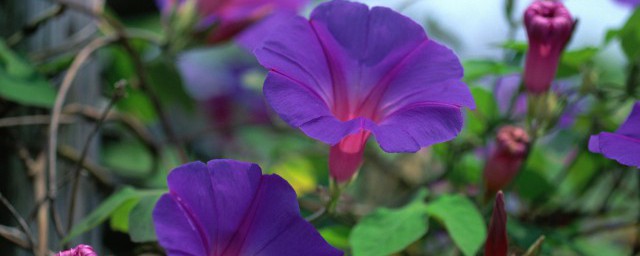 牵牛花种子什么时候播种最好(牵牛花什么时候种植最好)