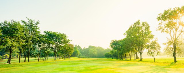 办公室适合养什么大型植物(办公室比较好养的植物)