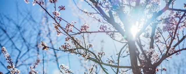 腊梅花种子什么季节种最好?(腊梅花什么时候种植播种)