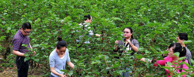 果桑种植的利润怎么样(果桑种植效益)