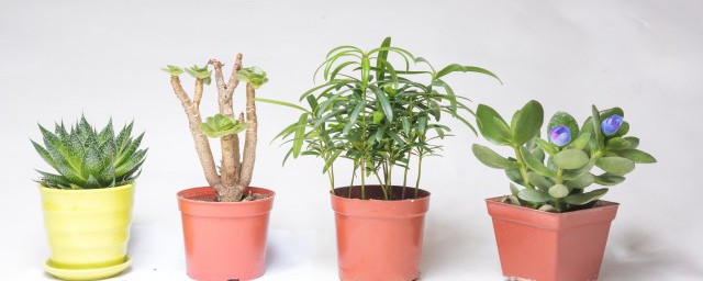 室内养什么木本植物最好(适合室内养的木本植物)