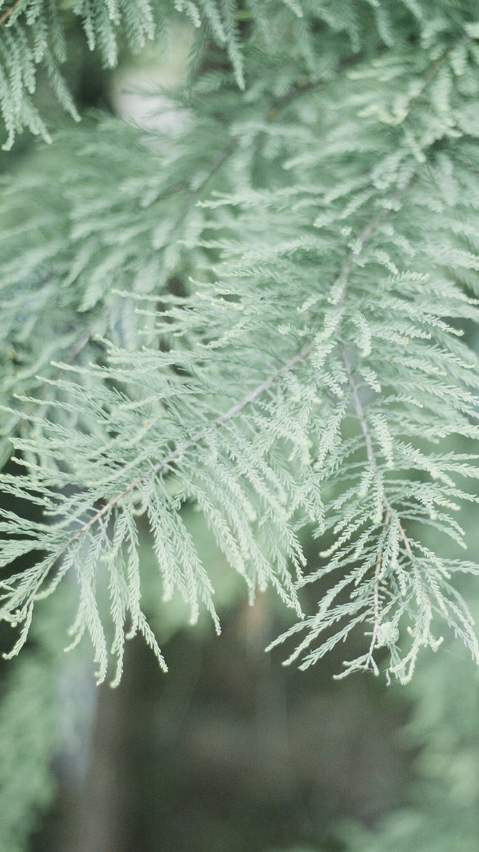 绿色植物系列绿色护眼壁纸大全 好看的真实花草风景图片