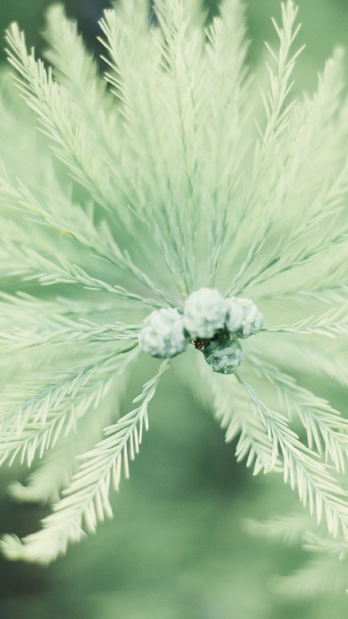 绿色植物系列绿色护眼壁纸大全 好看的真实花草风景图片