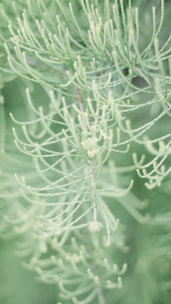 绿色植物系列绿色护眼壁纸大全 好看的真实花草风景图片