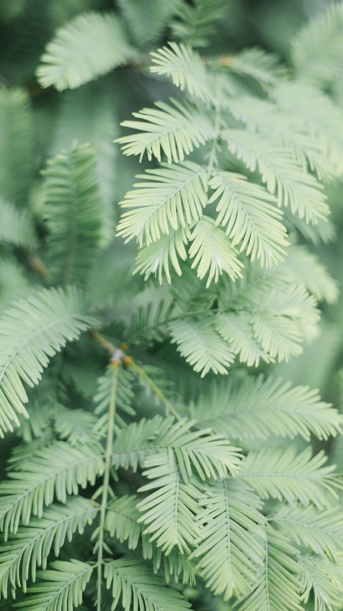 绿色植物系列绿色护眼壁纸大全 好看的真实花草风景图片