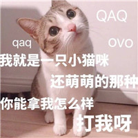 超萌超可爱的喵星人表情包 萌猫搞笑表情包带字大全