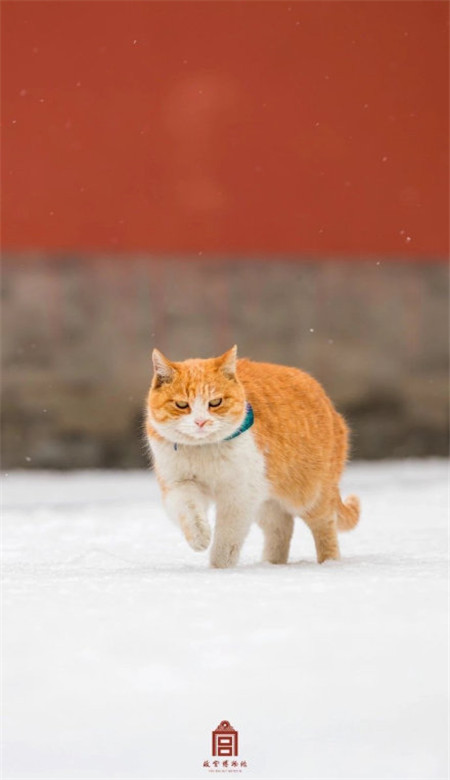 故宫唯美手机壁纸下雪天 北京下雪故宫美景图片大全