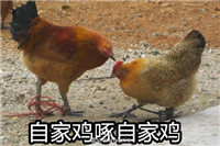 鸡年专用斗图表情 连鸡听了都要打架