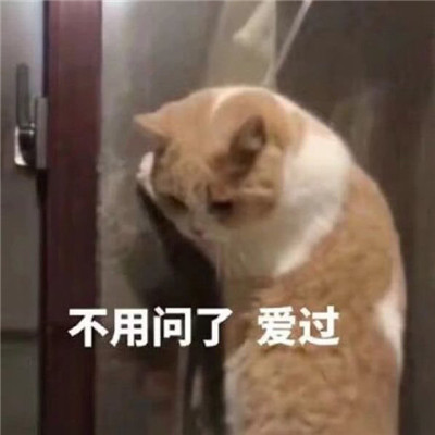 可爱猫咪最新搞笑聊天表情包 不要高估你和任何人的关系