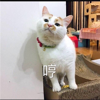 看到就想收藏的萌猫表情包无水印 你可以躲着被窝里哭但不能回头