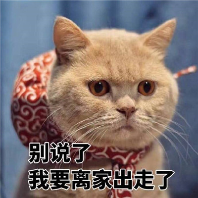 看到就想收藏的萌猫表情包无水印 你可以躲着被窝里哭但不能回头