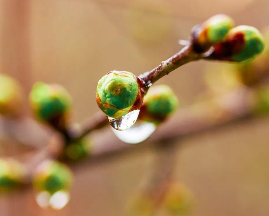 二十四节气雨水的早安说说 2021雨水节气发朋友圈的祝福语