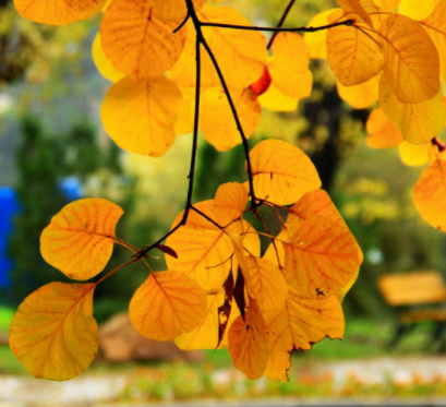 秋季落叶的伤感说说 树叶飘落的唯美伤感语录