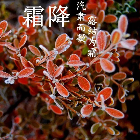 2021霜降节气唯美又好看的图片 霜降节气发朋友圈的好看的素材