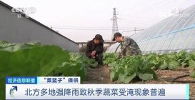 10月全国蔬菜价格环比上涨16% 黄瓜价格领涨