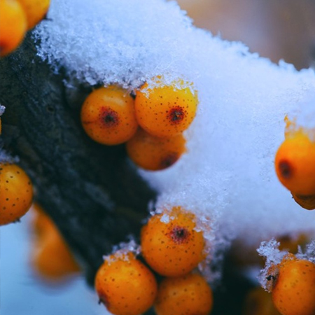 2021小雪节气唯美又很好看的精致素材 小雪节气发朋友的图片合集