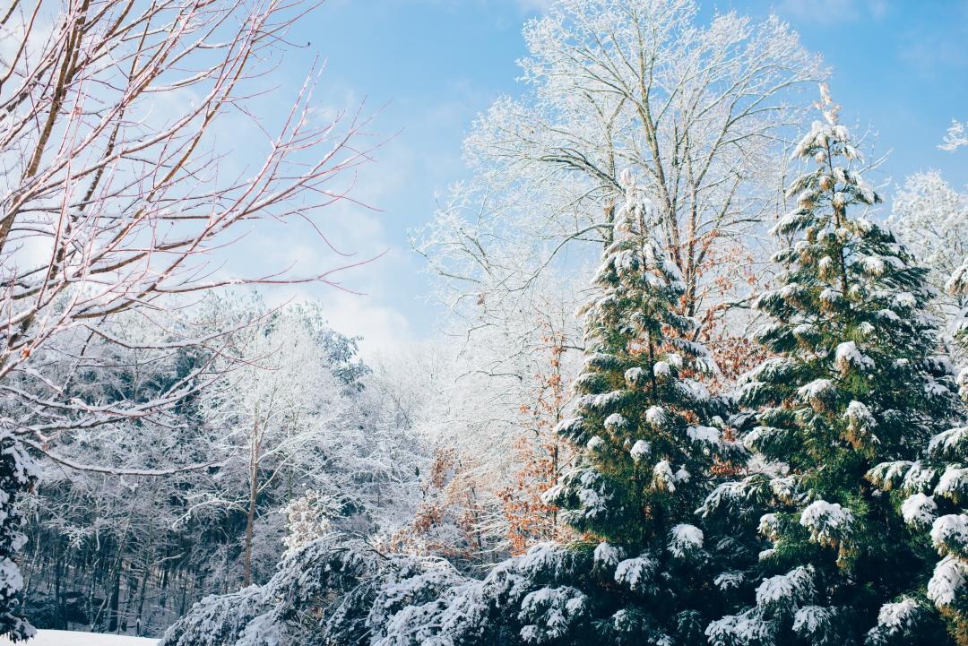 大雪节气文案朋友圈说说 大雪节气发的朋友圈短句 大雪节气文案祝福语