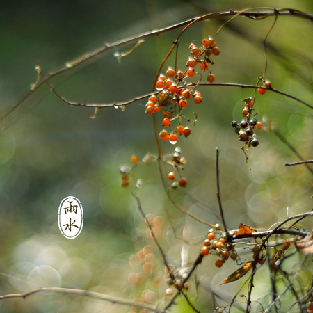 2022雨水节气唯美配图素材 万物复苏希望发芽