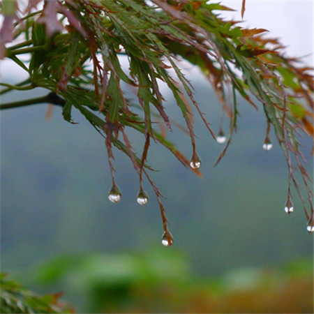 2022春天细雨绵绵的意境图片 轻似牛毛如烟似雾