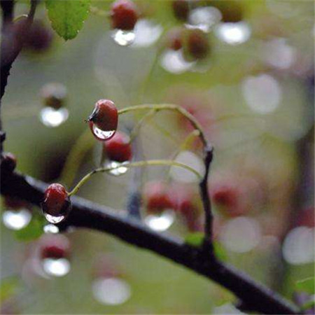 2022春天细雨绵绵的意境图片 轻似牛毛如烟似雾