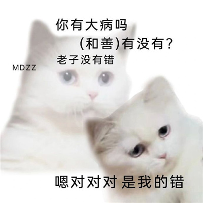 超级萌宠的小猫咪表情合集 超级实用的小猫咪趣味表情大全