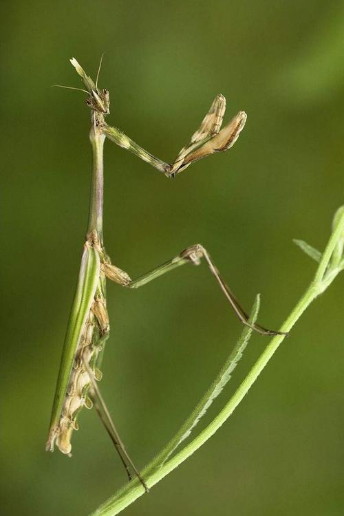 昆虫记每章节的主要内容是什么？（昆虫记每章节内容概括）