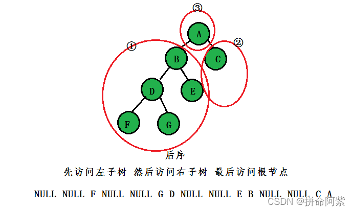 C语言 超详细总结讲解二叉树的概念与使用