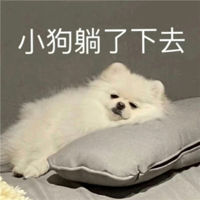 热门狗狗表情最新有趣 小狗也是需要抱抱睡的