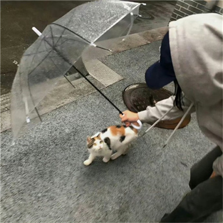 让人惊呼很喜欢的配图高清 生活就是这样慢慢亦满满