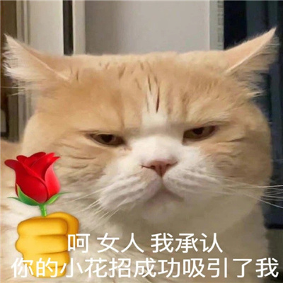 2024油腻小猫咪表情超级可爱 可爱感爆棚的小猫咪表情热门合集