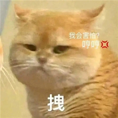 最新版猫咪有病表情大全 暴躁冷酷猫咪的好用表情合集