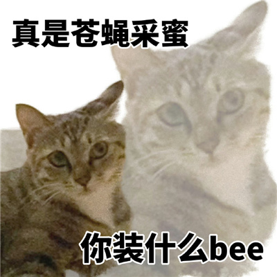 2024阴阳怪气的猫猫表情 讲话阴阳怪气表情合集