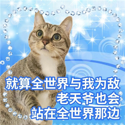 2024阴阳怪气的猫猫表情 讲话阴阳怪气表情合集