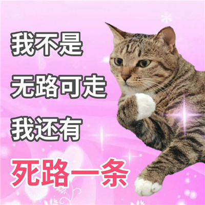 2024阴阳怪气的猫猫表情 讲话阴阳怪气表情合集