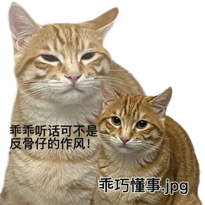 2024小猫咪沙雕表情大全 天才又在歹毒的学习