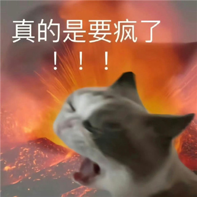 2024小猫咪沙雕表情大全 天才又在歹毒的学习