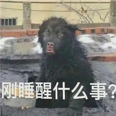 蠢蠢的表情包每张都爆笑 又蠢又憨的表情很有特色